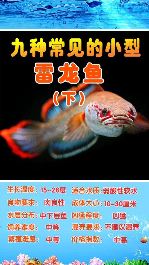 有體型較小的龍魚嗎圖片