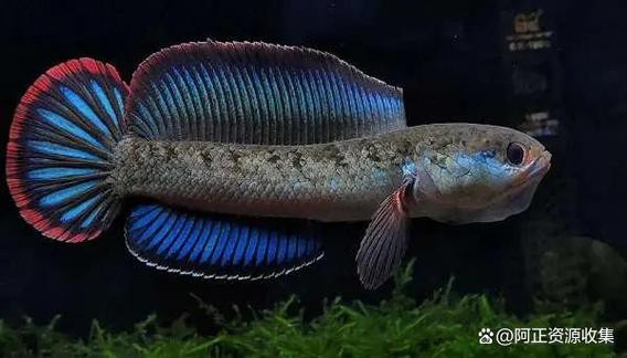 有體型較小的龍魚嗎圖片