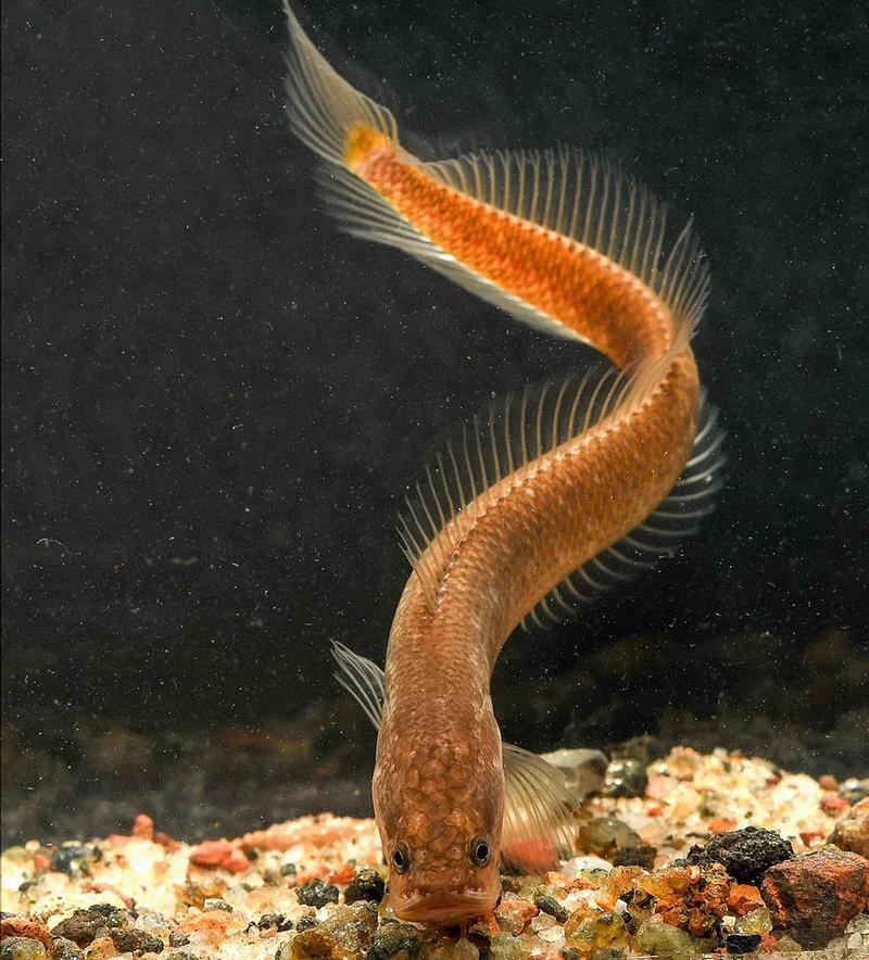 有體型較小的龍魚嗎圖片