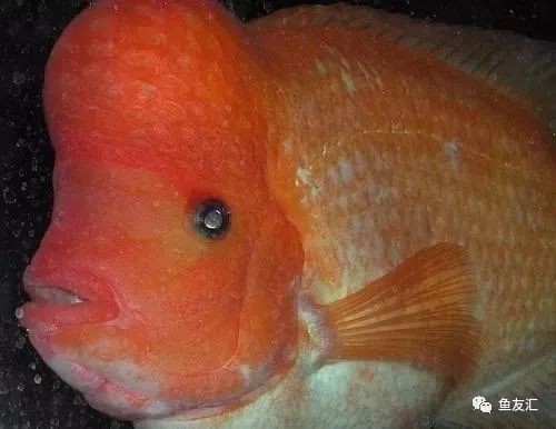 紅勾丁銀板魚吃什么