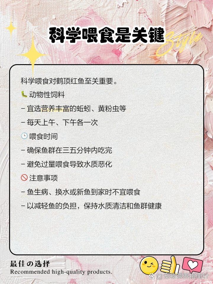 紅勾丁銀板魚吃什么