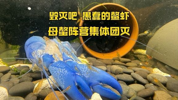 花鳥魚寵鵬