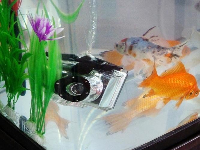 龍魚一會趴缸一會游來游去正常嗎圖片 龍魚一會趴缸一會游來游去正常嗎圖片 龍魚百科 第17張