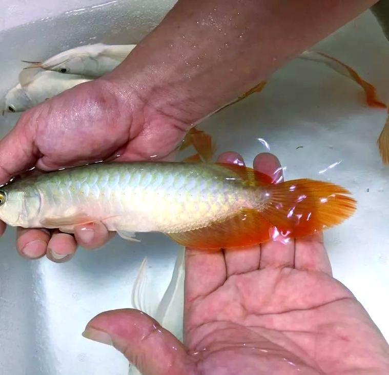 龍魚一會趴缸一會游來游去正常嗎圖片 龍魚一會趴缸一會游來游去正常嗎圖片 龍魚百科 第22張