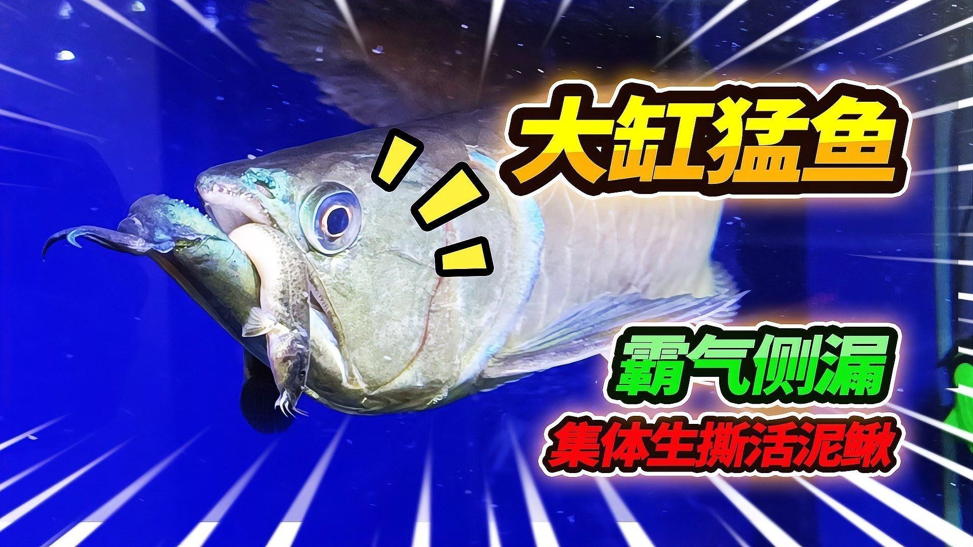 銀龍魚能吃泥鰍嗎視頻