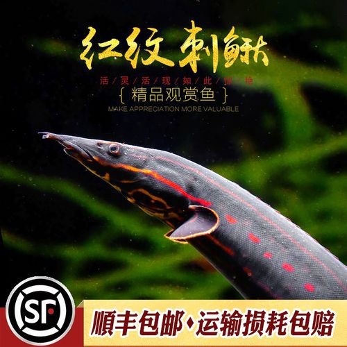 招財貓魚和龍魚能一起養(yǎng)嗎圖片欣賞