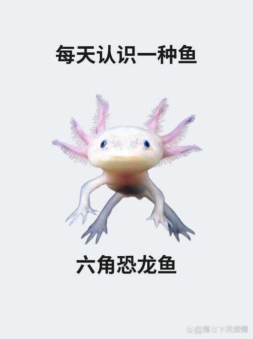 恐龍魚品種大全圖解圖片
