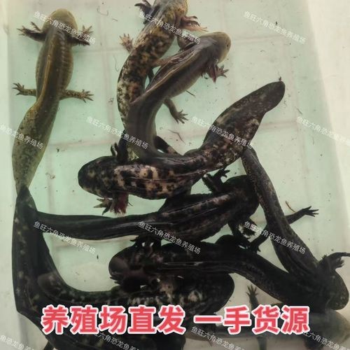 恐龍魚品種大全圖解圖片