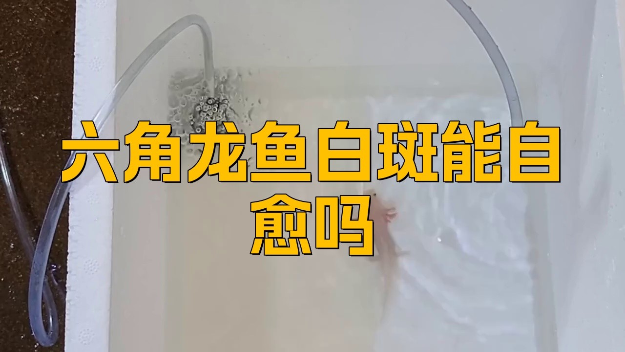 龍魚白點病會自愈嗎？