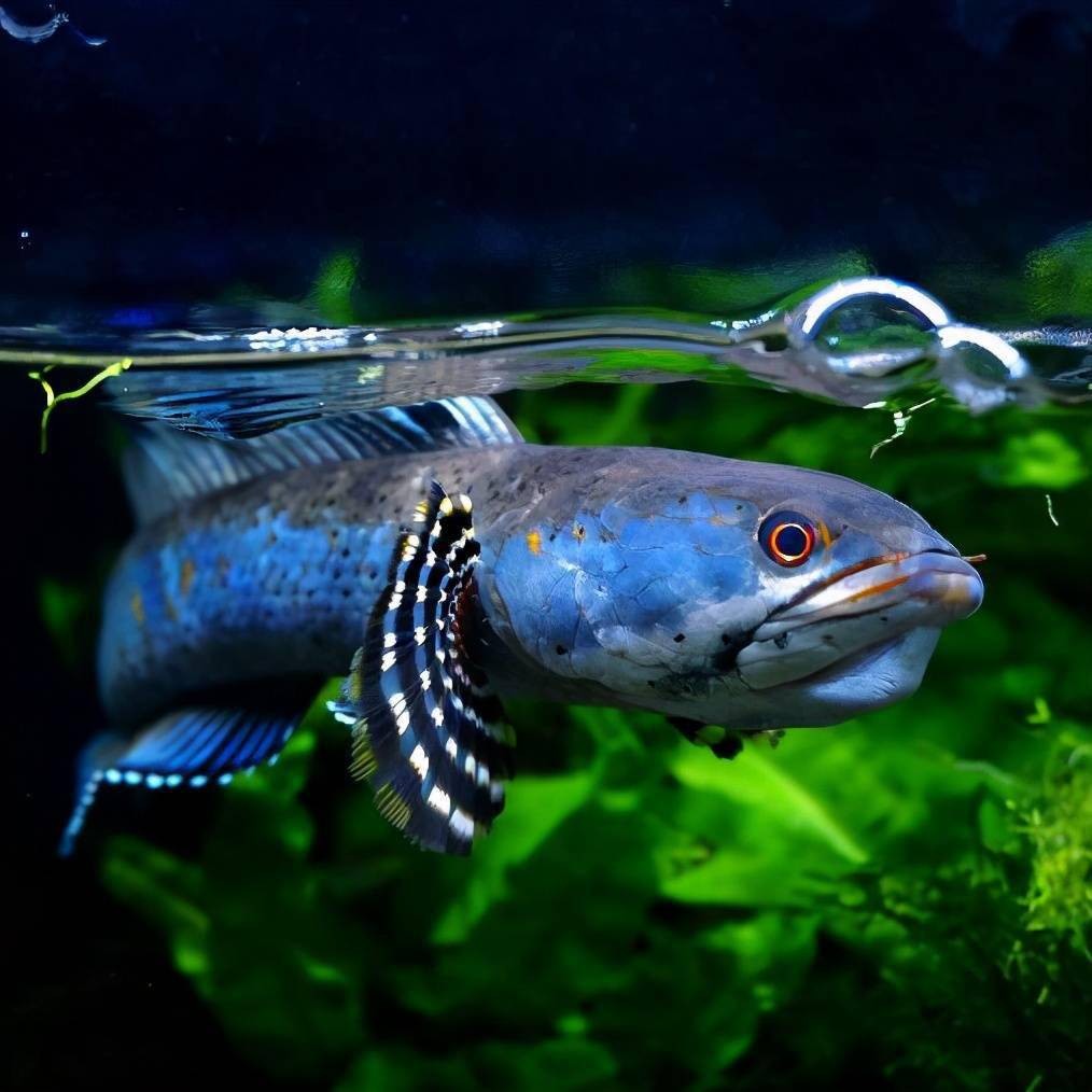 雷龍魚好養還是銀龍魚好養(雷龍魚好養還是銀龍魚好養呢)