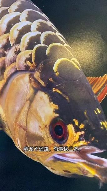 給我一張龍魚高背和過背的對比圖