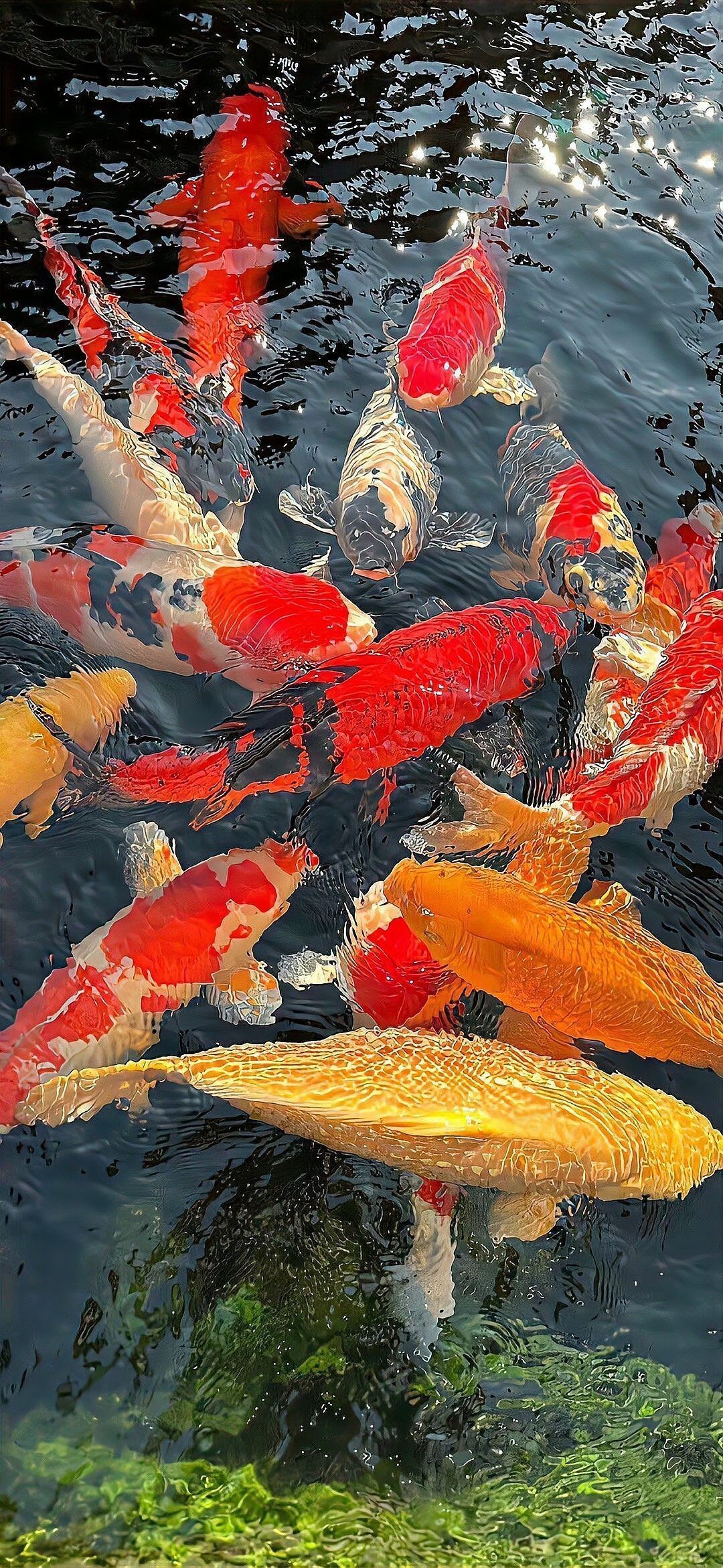 有沒有更多紅龍魚動態壁紙？