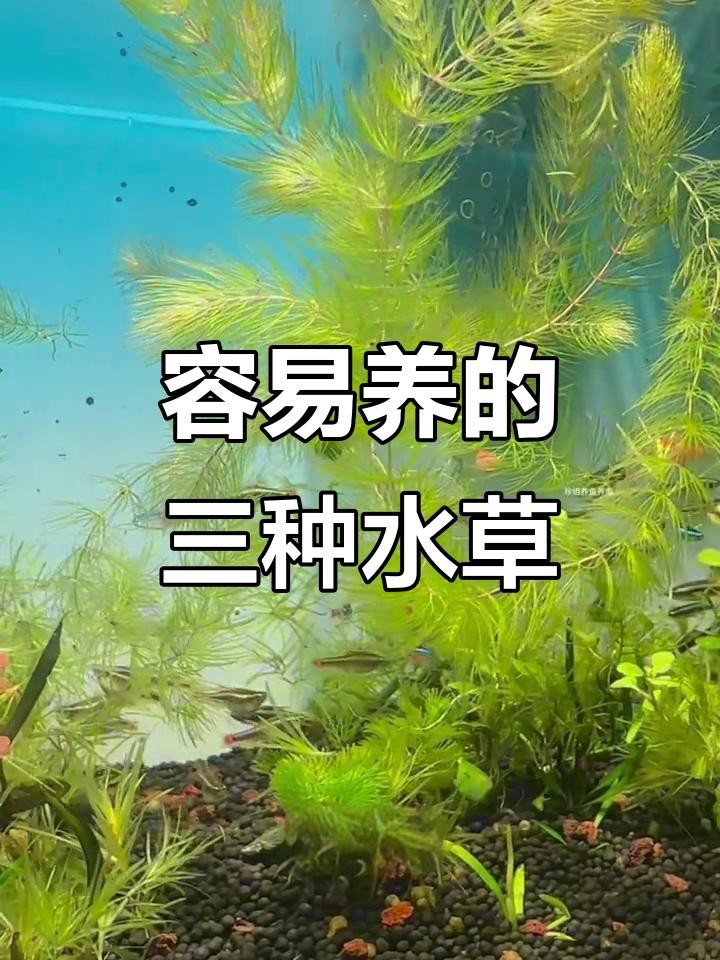 給我推薦一些適合龍魚缸的前景草