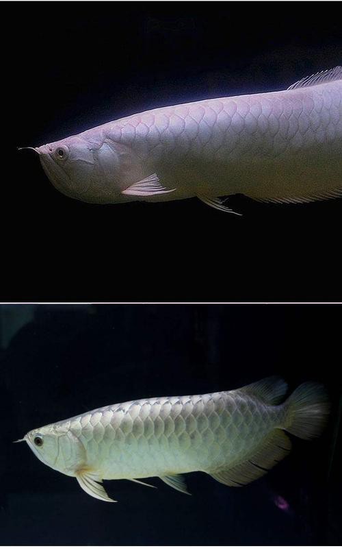 溫州龍魚是什么魚種圖片欣賞