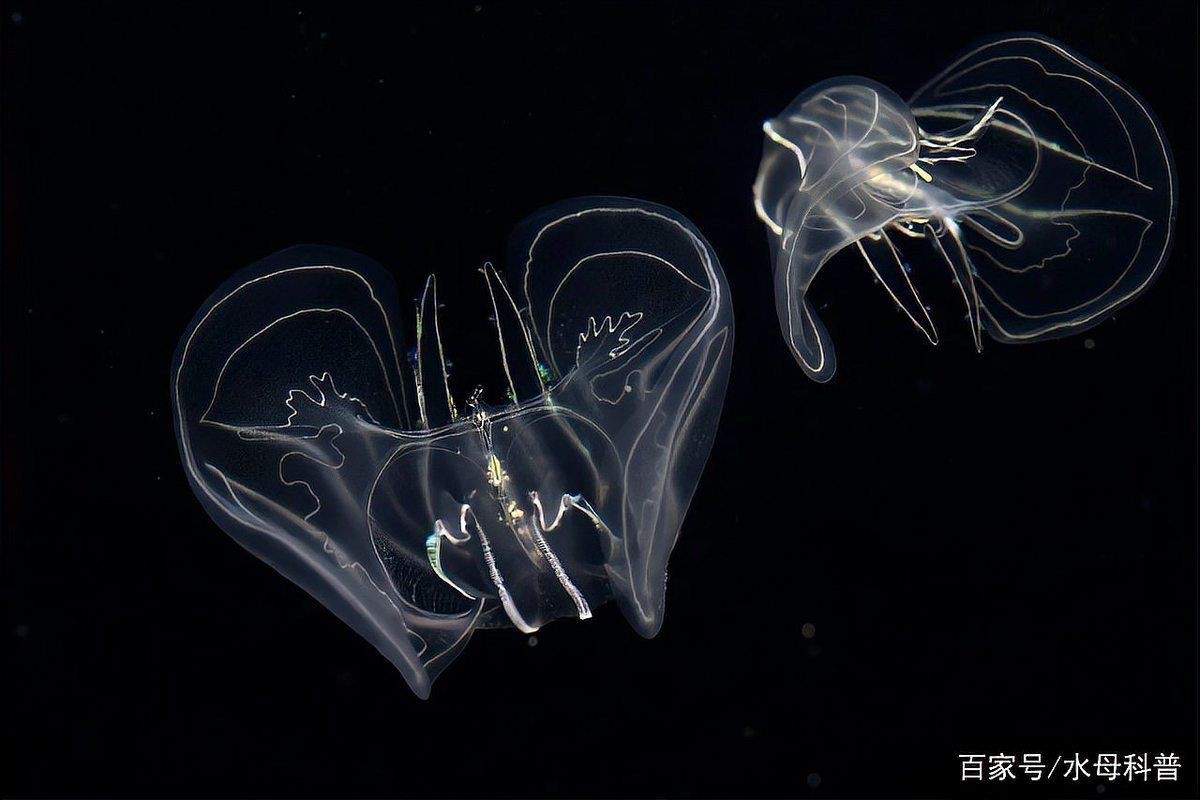 蝴蝶水母