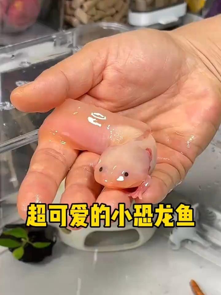 如何降低恐龍魚的飼養難度？
