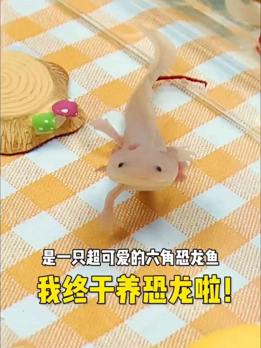 如何降低恐龍魚的飼養難度？