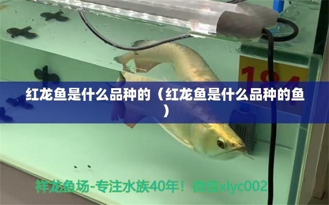 銀龍魚苗長什么樣子的（銀龍魚苗長什么樣子的圖片大全）