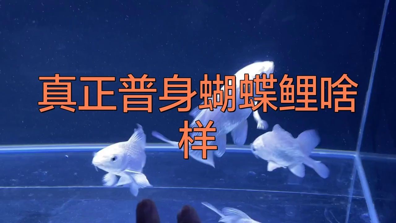 蝴蝶鯉普身和短身哪個好 蝴蝶鯉普身和短身哪個好 龍魚論壇 第1張