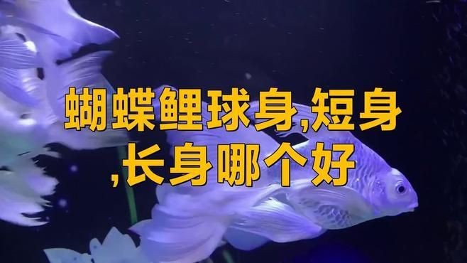 蝴蝶鯉普身和短身哪個好 蝴蝶鯉普身和短身哪個好 龍魚論壇 第2張