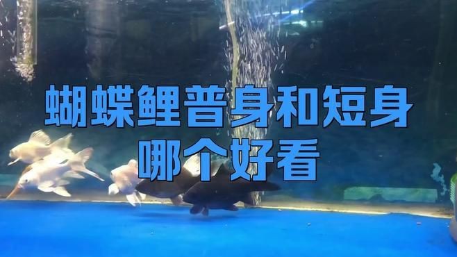 蝴蝶鯉普身和短身哪個好 蝴蝶鯉普身和短身哪個好 龍魚論壇 第6張