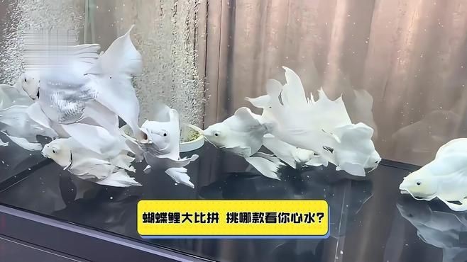 蝴蝶鯉普身和短身哪個好 蝴蝶鯉普身和短身哪個好 龍魚論壇 第5張