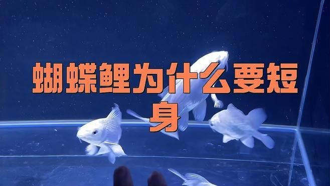 蝴蝶鯉普身和短身哪個好 蝴蝶鯉普身和短身哪個好 龍魚論壇 第8張