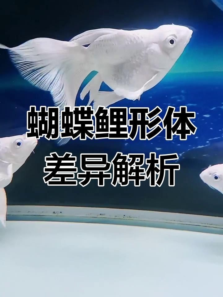 蝴蝶鯉普身和短身哪個好 蝴蝶鯉普身和短身哪個好 龍魚論壇 第9張
