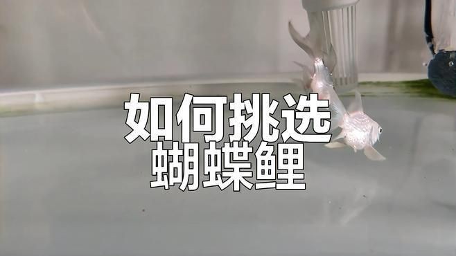 蝴蝶鯉普身和短身哪個好 蝴蝶鯉普身和短身哪個好 龍魚論壇 第12張