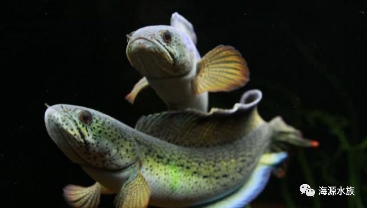 雷龍魚什么品種最貴