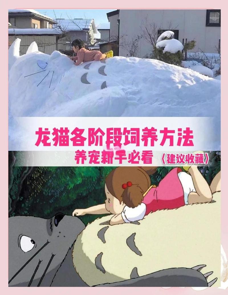 龍貓養了多久才能放出來