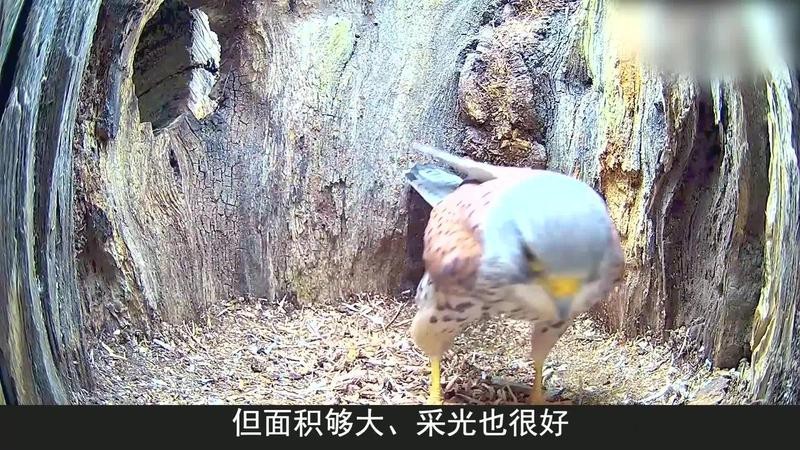 鳳凰是指男還是女