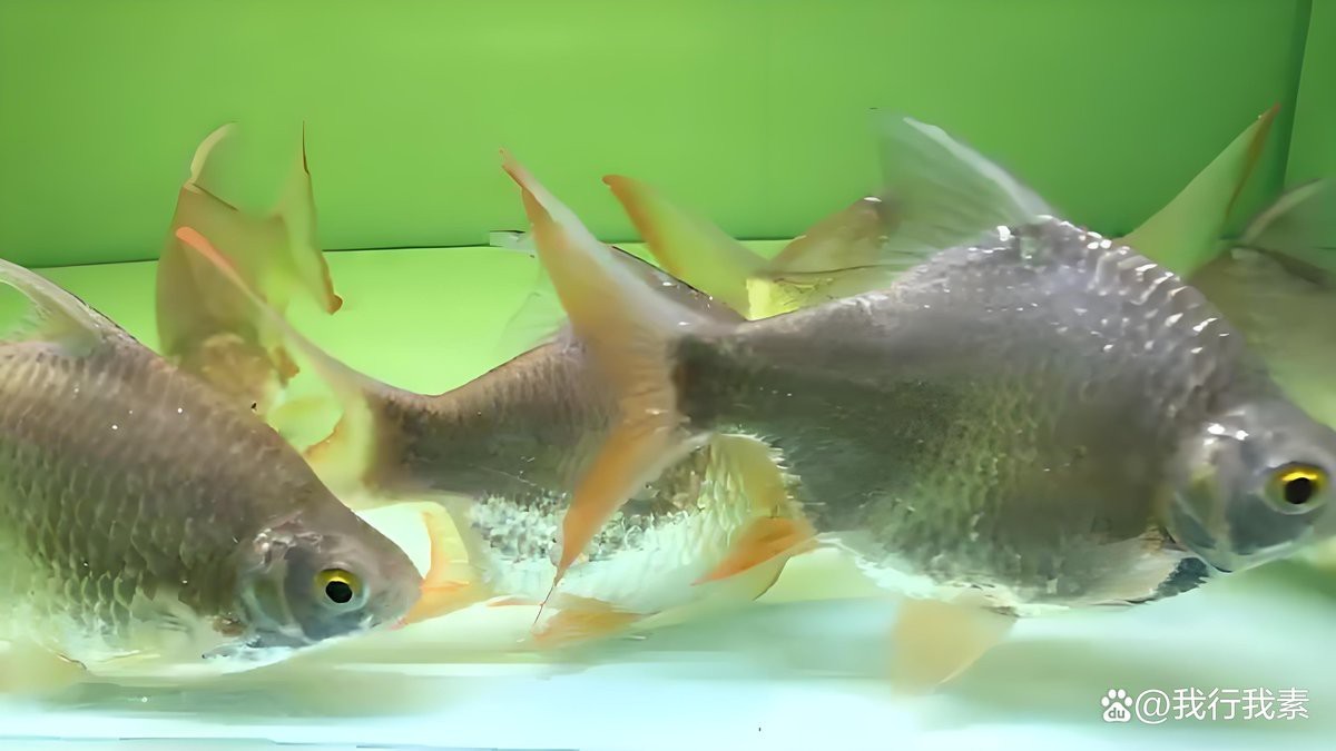 檸檬鯽和觀賞魚哪個更值得養 檸檬鯽和觀賞魚哪個更值得養 龍魚論壇 第4張