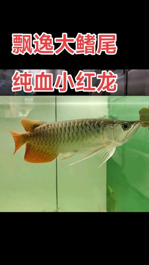 紅龍魚虎斑紋是什么品種圖片