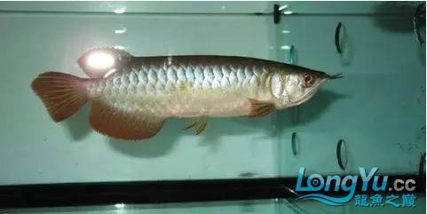 紅龍魚虎斑紋是什么品種圖片