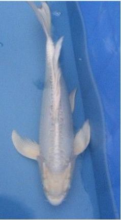 龍鳳魚圖片大全圖片