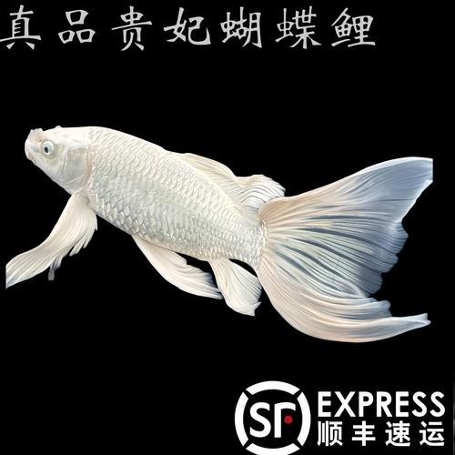 龍鳳魚圖片大全圖片