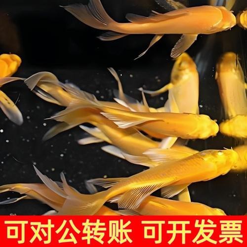 龍鳳魚圖片大全圖片