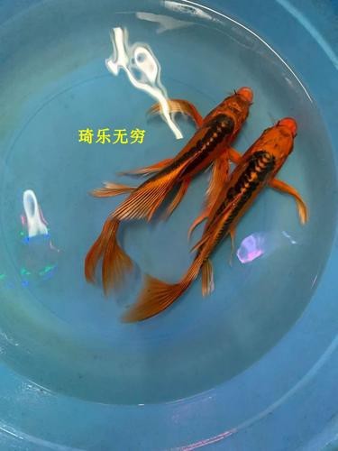 龍鳳魚圖片大全圖片
