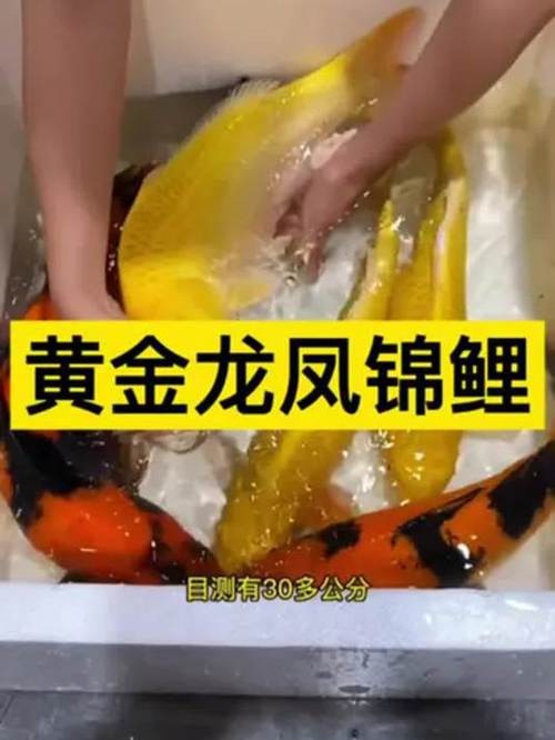 龍鳳魚圖片大全圖片