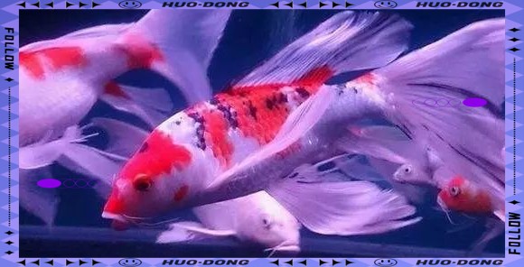 龍鳳魚圖片大全圖片