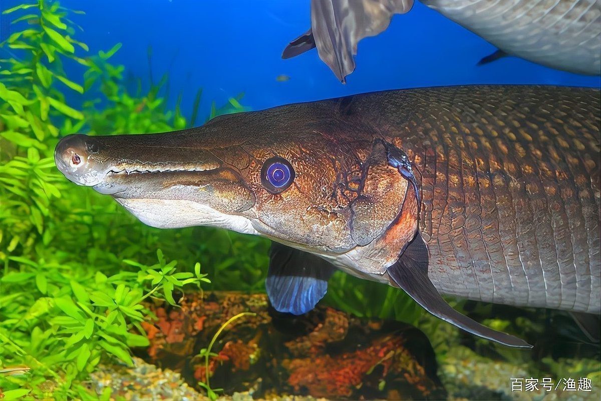 帶尖牙齒的魚有哪些