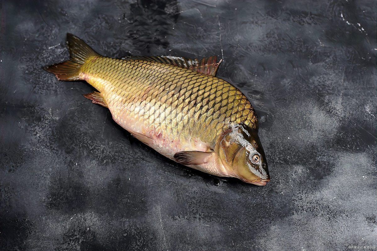 鱭魚是世界上最難吃的魚 鱭魚是世界上最難吃的魚 龍魚論壇 第5張