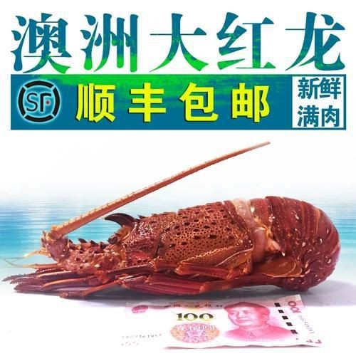 紅龍和澳龍的區別圖片