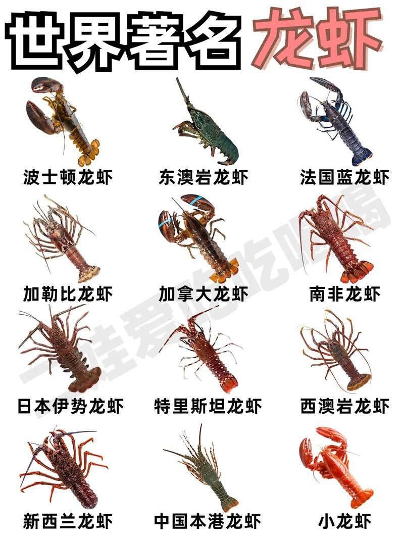 紅龍和澳龍的區別圖片