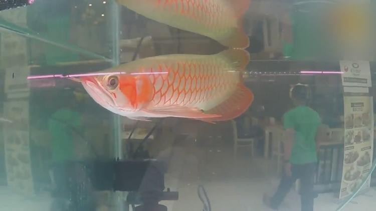 紅龍魚(yú)視頻標(biāo)題大全集