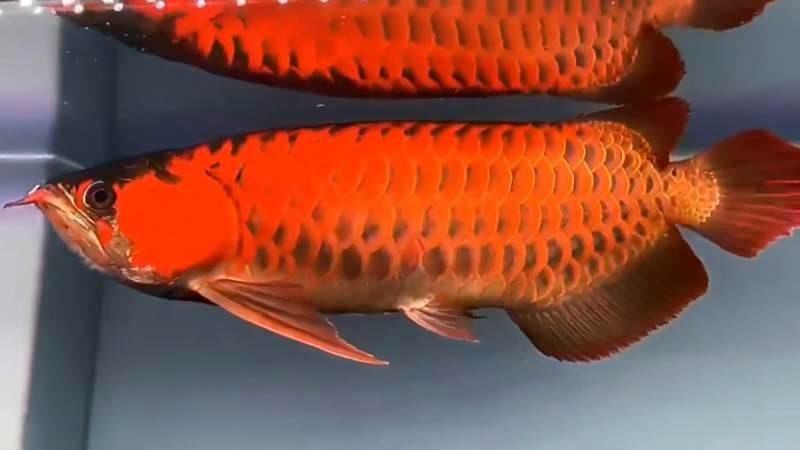 紅龍魚(yú)視頻標(biāo)題大全集