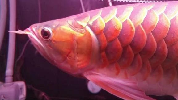 紅龍魚(yú)視頻標(biāo)題大全集