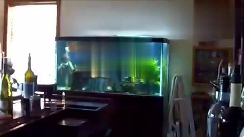 保定白溝新城名秒水族館（白溝水族館電話）