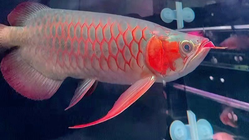 紅龍魚綠皮戰車獲取步驟詳解